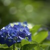 冷淡