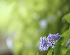 紫陽花の季節