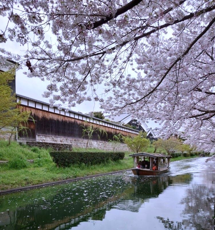 桜の下、十石舟は行く