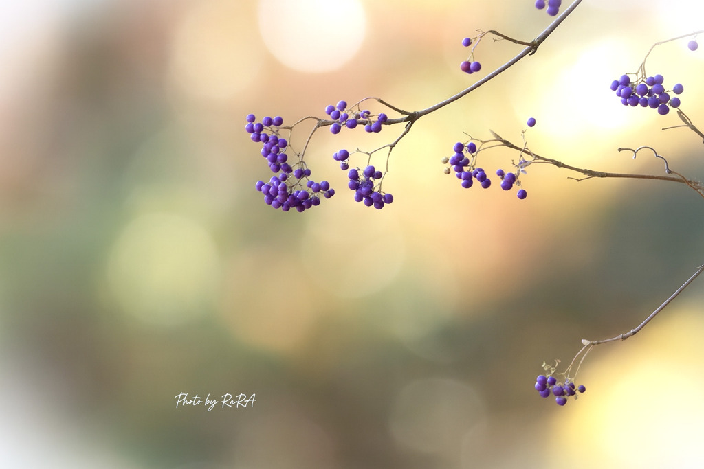 ムラサキシキブ