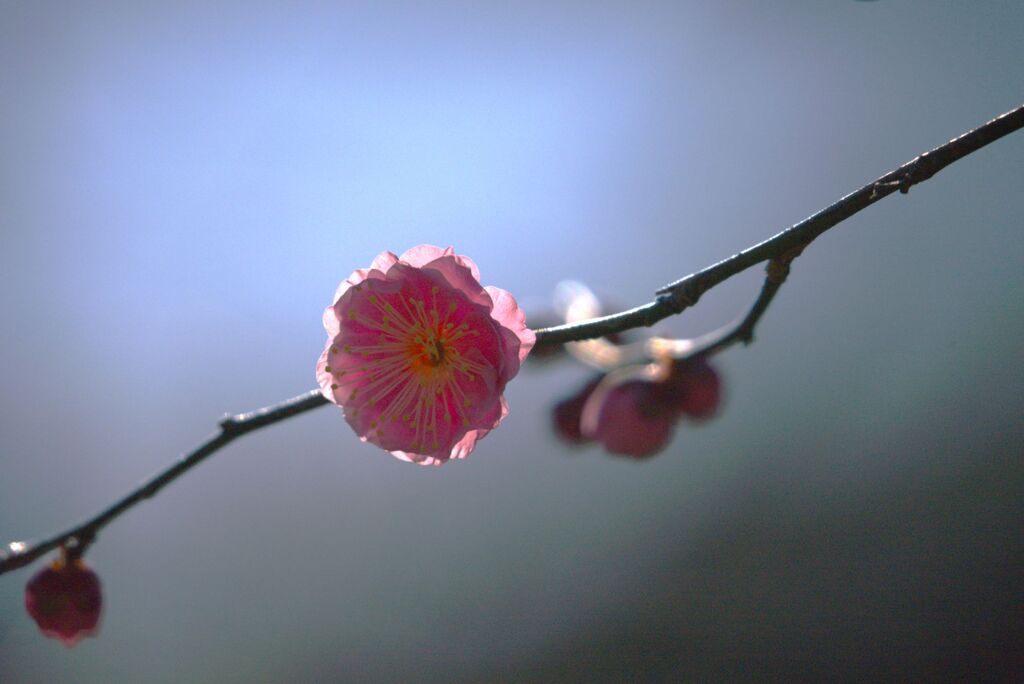 紅梅一輪