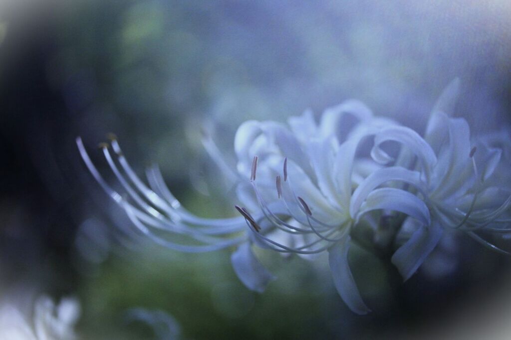 彼岸花咲きつづける