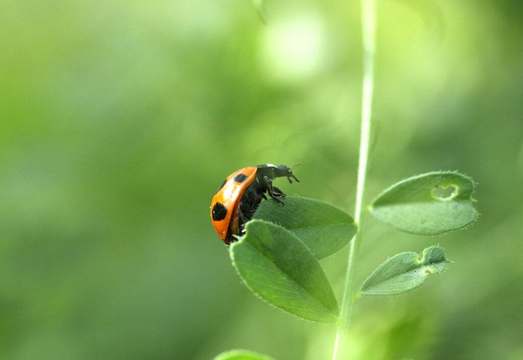 あの虫食いは・・・