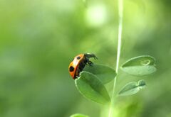 あの虫食いは・・・