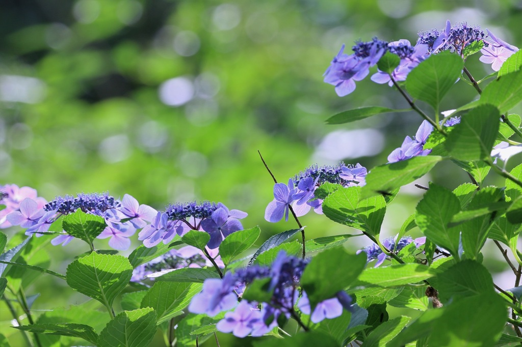 移り気なお花満開