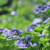 移り気なお花満開
