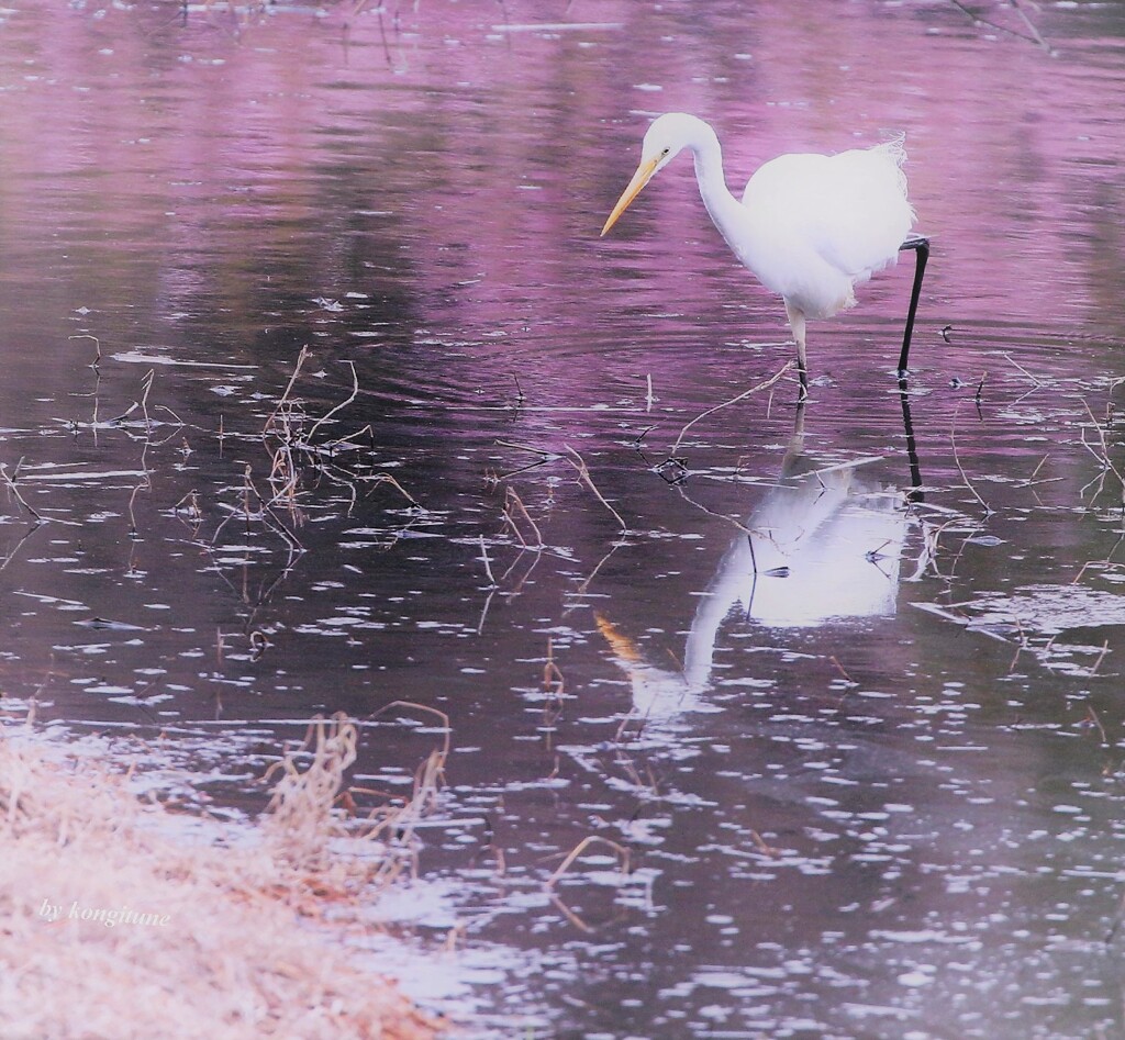 水面の春