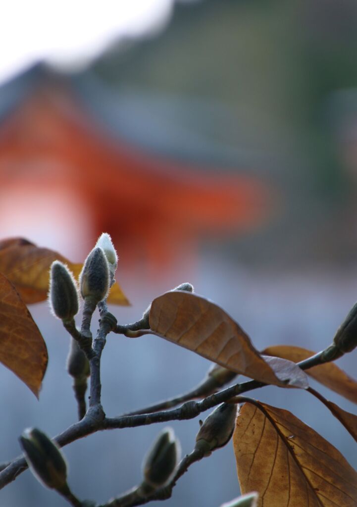 時が来れば咲く花の様に