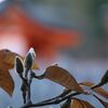 時が来れば咲く花の様に