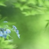 青もみじの中