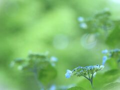 こんにちは・と淡いブルーで咲き始めた