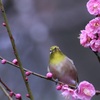 咲いたね＾＾