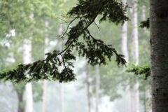 ずっと小雨のニセコ