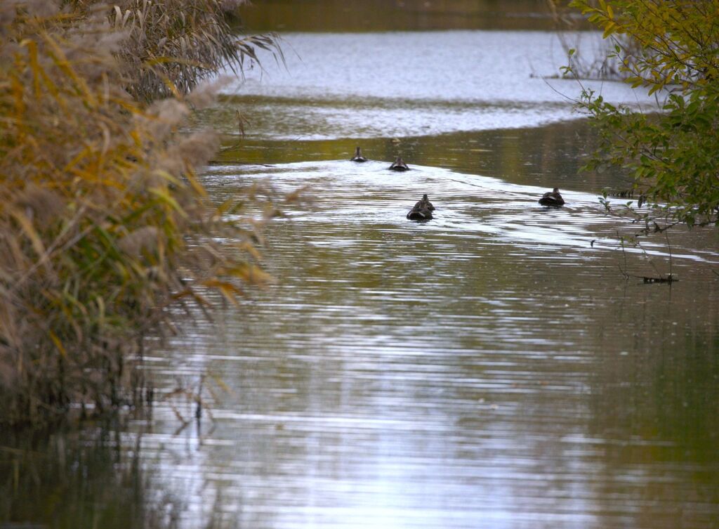 カモさん、秋を泳ぐ