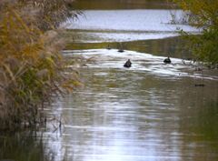 カモさん、秋を泳ぐ