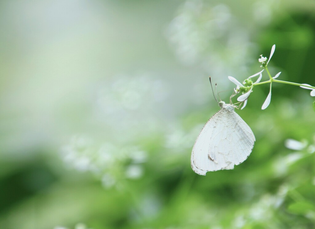 穏やかな時