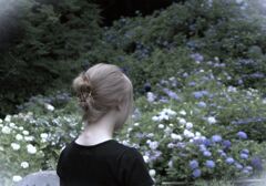 紫陽花