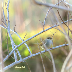 ウグイスさん、だよね？
