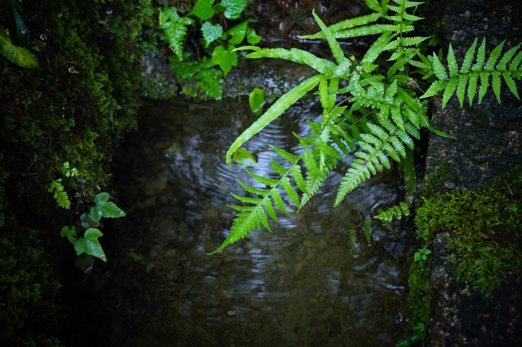 シダのある水辺