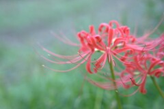 やっぱりこのお花を・・・
