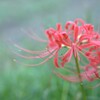 やっぱりこのお花を・・・