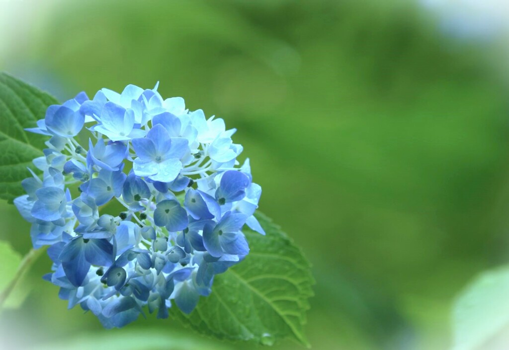 雨に咲く