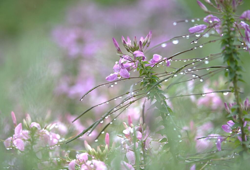 雨のクレオメ
