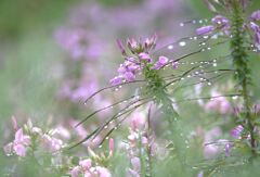 雨のクレオメ