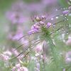 雨のクレオメ