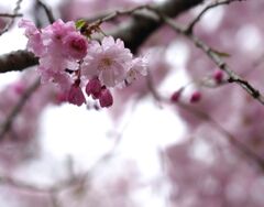 雨の日に