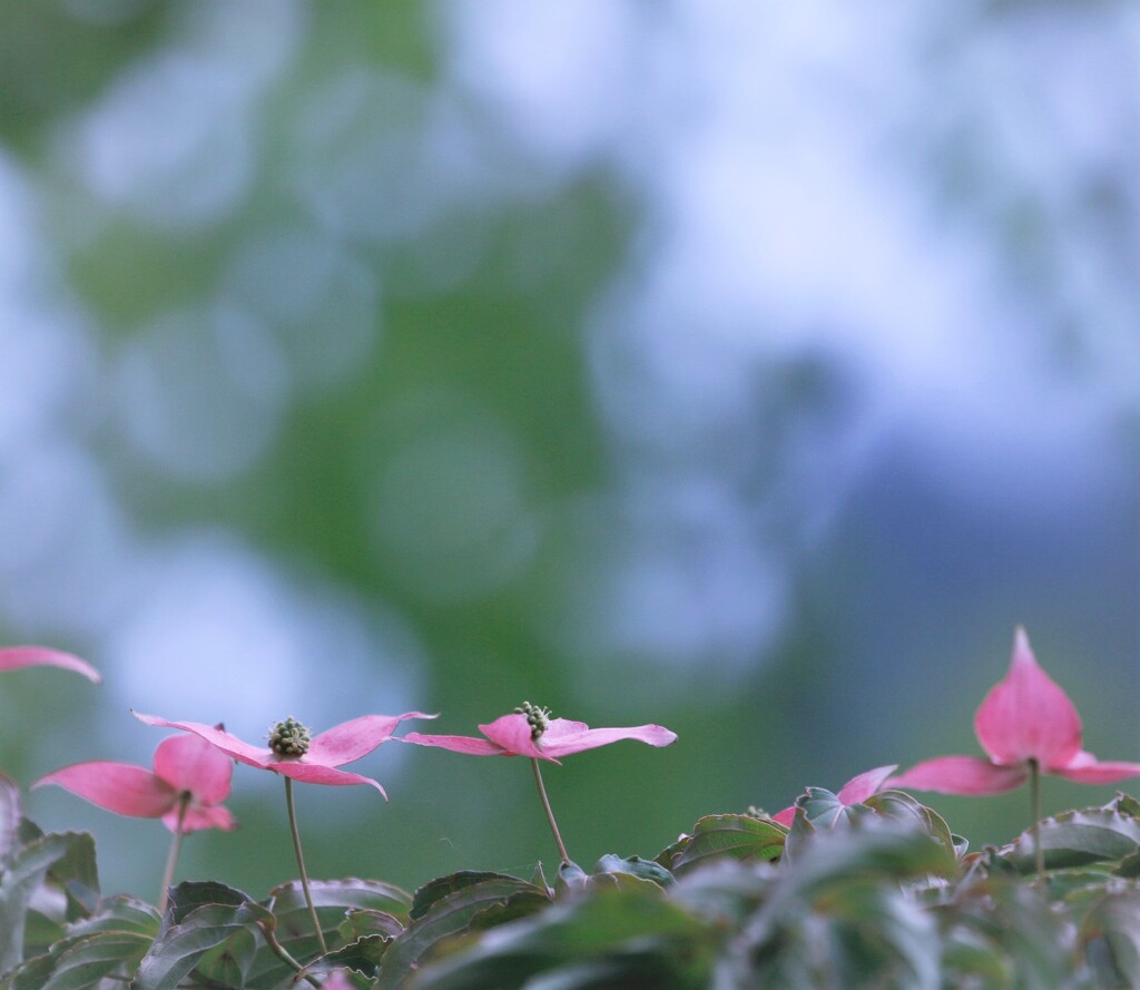 お山のヤマボウシ