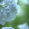 雨あかり