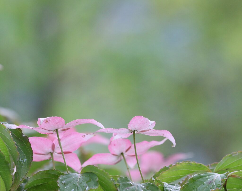 雨上がり