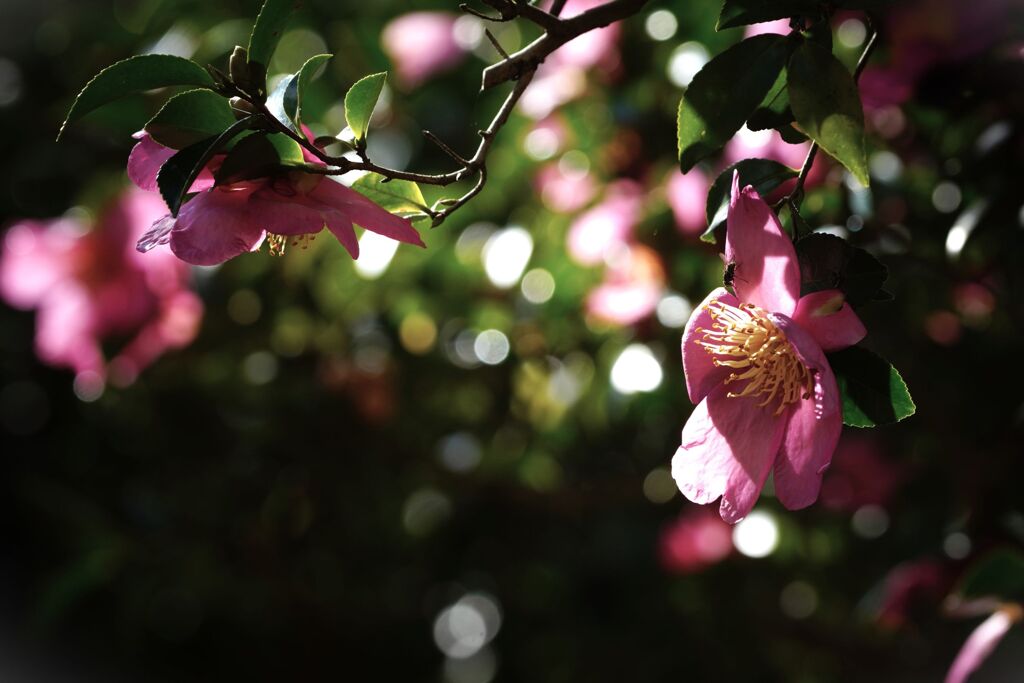 山茶花の季節