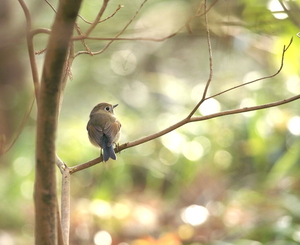 野鳥の居る風景