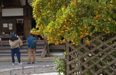 右近の橘は大豊作