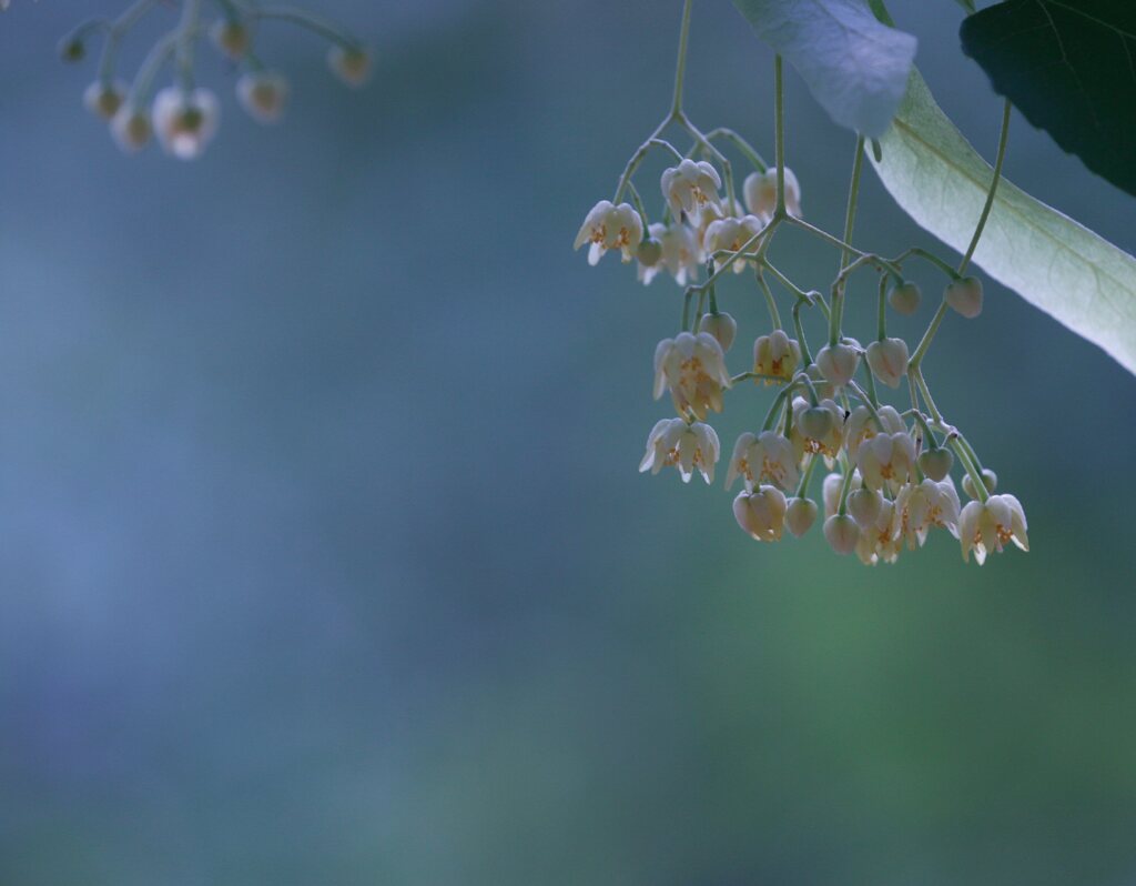 菩提樹