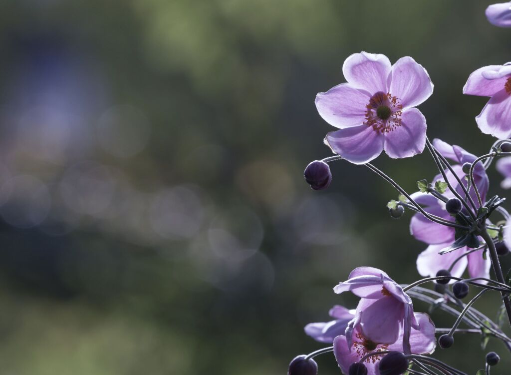 秋明菊