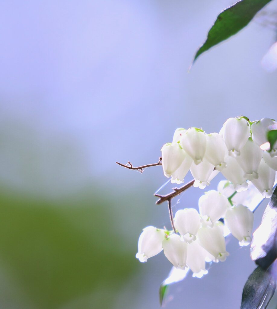 春光