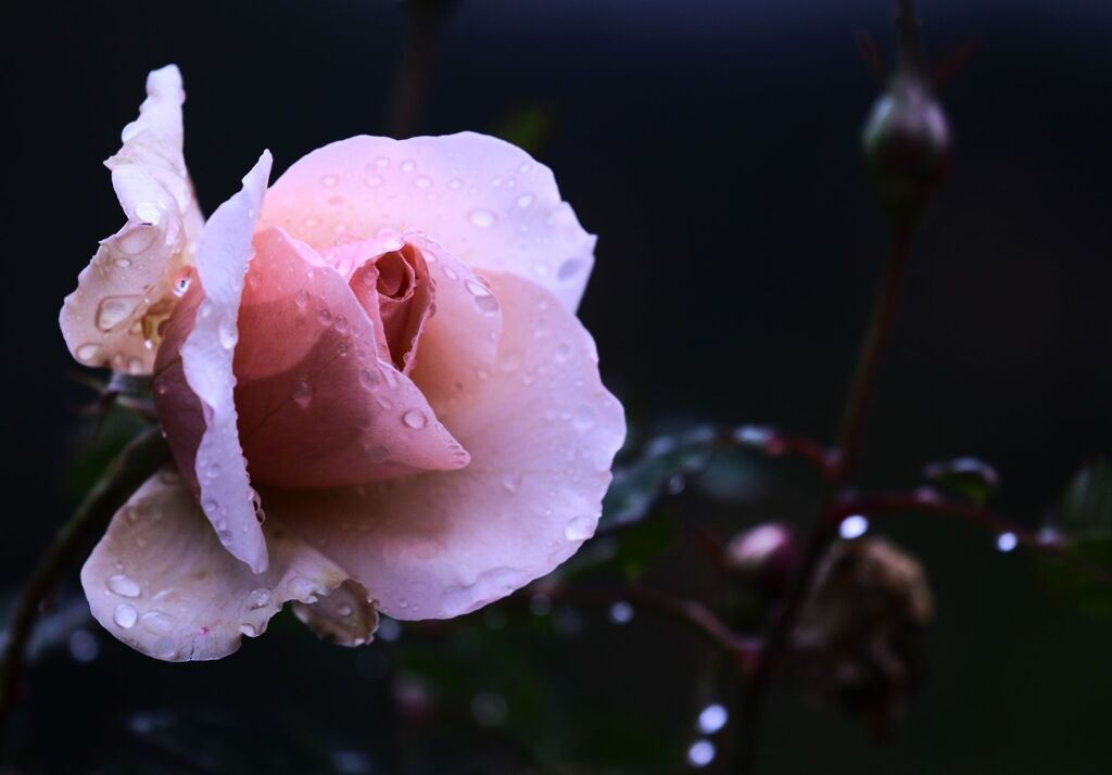 冷たい雨