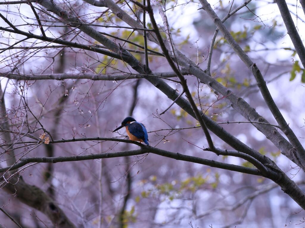 見つめる