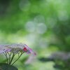 木漏れ日の中