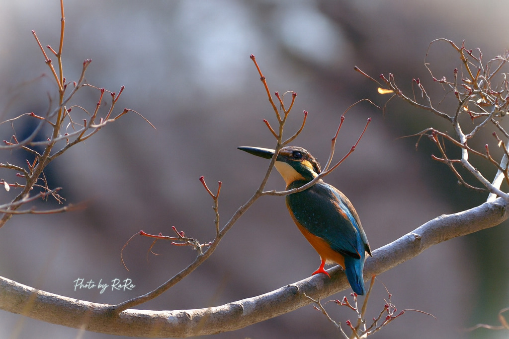 冬枯れのカワ君