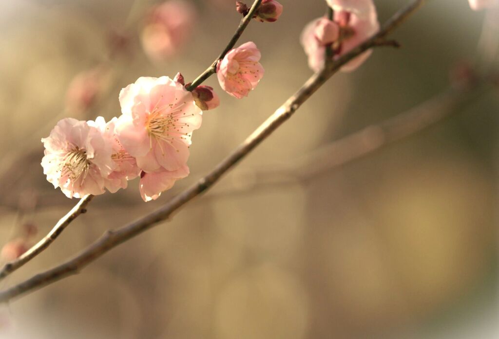 春うらら