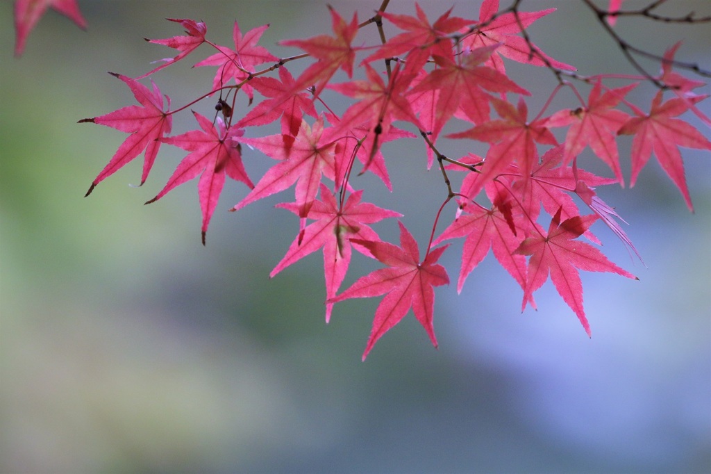 別れの華やぎ