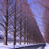 雪の並木道