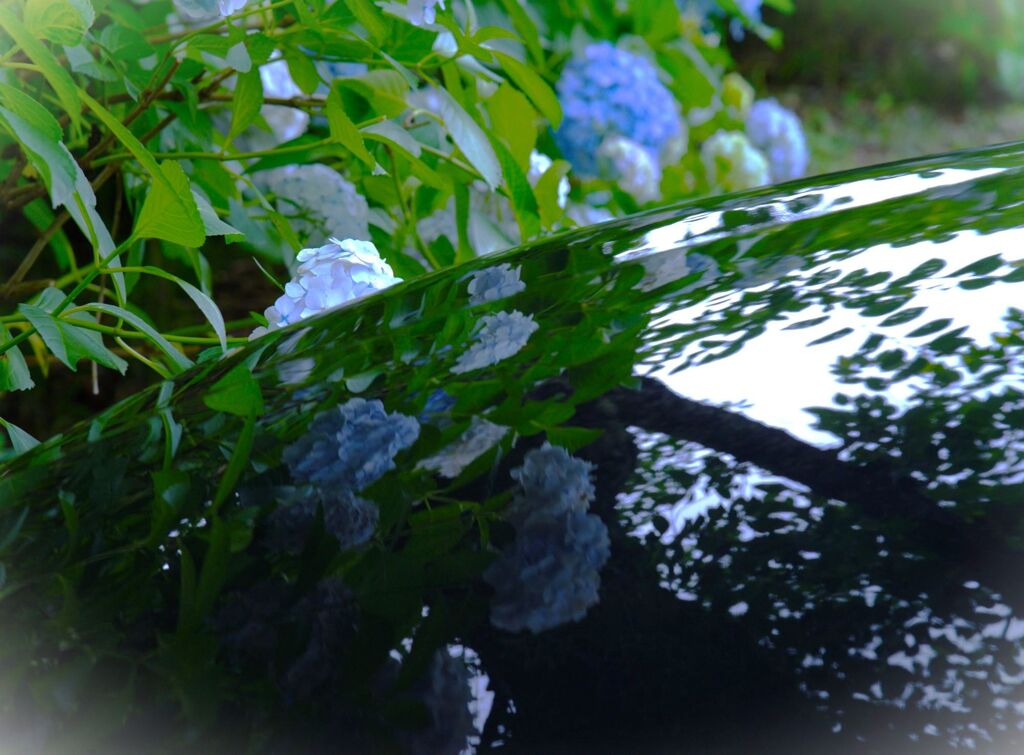 ココにも紫陽花