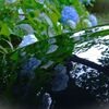 ココにも紫陽花