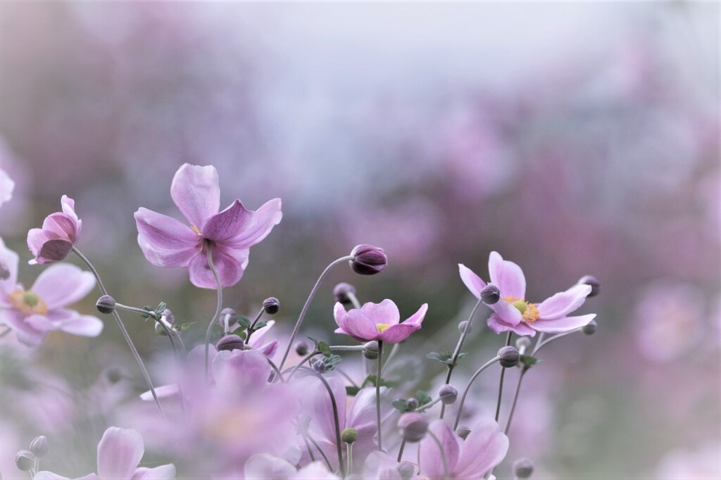 秋明菊咲いた！