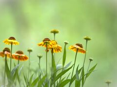 夏の花壇